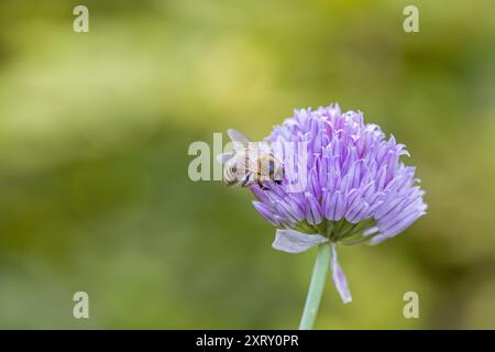 un'ape occidentale su una fioritura di erba cipollina viola con sfondo sfocato Foto Stock