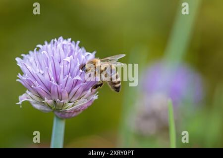 un'ape occidentale su una fioritura di erba cipollina viola con sfondo sfocato Foto Stock