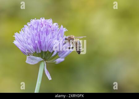 un'ape occidentale su una fioritura di erba cipollina viola con sfondo sfocato Foto Stock