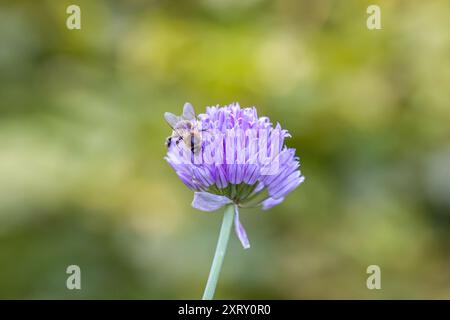 un'ape occidentale su una fioritura di erba cipollina viola con sfondo sfocato Foto Stock