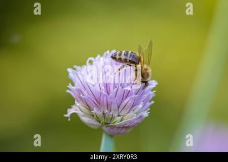 un'ape occidentale su una fioritura di erba cipollina viola con sfondo sfocato Foto Stock