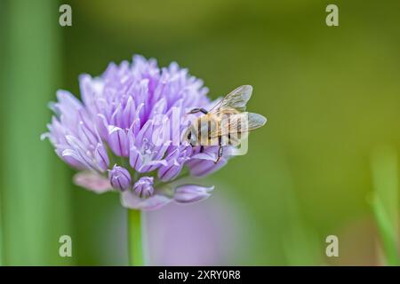 un'ape occidentale su una fioritura di erba cipollina viola con sfondo sfocato Foto Stock