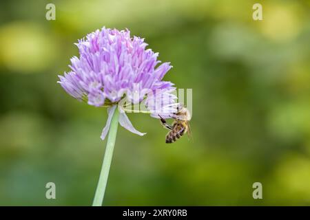 un'ape occidentale su una fioritura di erba cipollina viola con sfondo sfocato Foto Stock