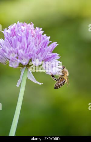 un'ape occidentale su una fioritura di erba cipollina viola con sfondo sfocato Foto Stock