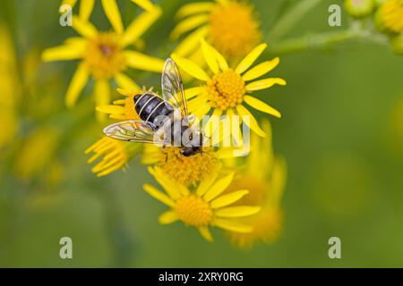 un hoverfly su fiori gialli di ragwort per sfondo sfocato Foto Stock