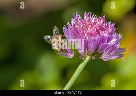 un'ape occidentale su una fioritura di erba cipollina viola con sfondo sfocato Foto Stock