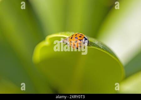 Una coccinella asiatica multicolore arancione sul lato di una foglia verde Foto Stock