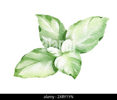 Acquerello illustrazione botanica della foglia di menta colore verde. Menta piperita per l'imballaggio e l'etichetta del tè. Disegno di piante fresche su sfondo bianco Foto Stock