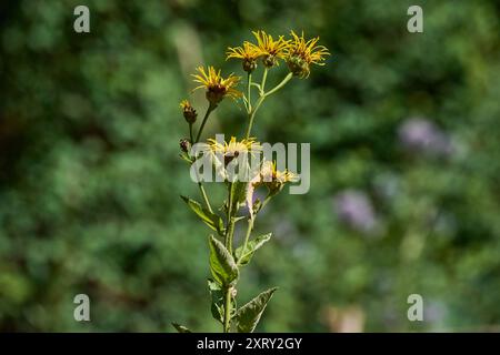 Natur Echter Alant Inula helenium Blueten des Echten Alant in einem Bauerngarten. Echter Alant Inula helenium ist eine Pflanzenart aus der Gattung Alante Inula innerhalb Familie der Korbbluetler Asteraceae. Die Staudenpflanze wird bereits seit der Antike als Heil-, Faerber- und Gewuerzpflanze verwendet. 24.7.2022 *** natura elecampane Inula helenium elecampane fiori in un giardino di cottage elecampane Inula helenium è una specie vegetale del genere elecampane Inula all'interno della famiglia Asteraceae la pianta perenne è stata utilizzata fin dall'antichità come pianta medicinale, aromatica e speziata 24 7 2022 Foto Stock