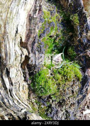 Piano del muschio stellare della salute (Campylopus introflexus) Foto Stock