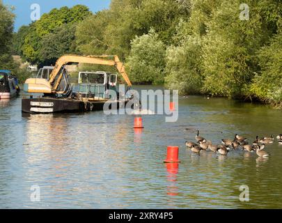 Dredger An Canada Geese on the Thames di Abingdon Weir r2 Foto Stock