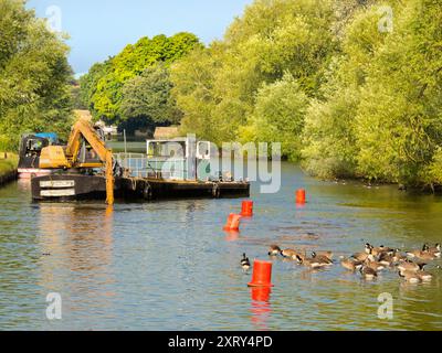 Dredger An Canada Geese on the Thames di Abingdon Weir r1 Foto Stock