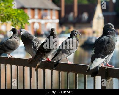 Piccioni arroccati su una recinzione sul Tamigi ad Abingdon. Saint Helen's Wharf è un famoso luogo di bellezza sul Tamigi, appena a monte del ponte medievale di Abingdon-on-Thames. Il molo è stato per secoli un importante collegamento di trasporto e trasporto marittimo sul Tamigi e tra i canali da Oxford e le Midlands. A questi piccioni arroccati non importa. Si stanno solo rilassando. Foto Stock