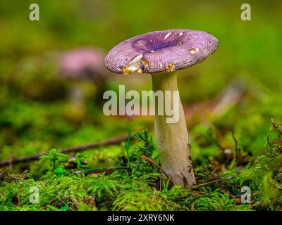 Primo piano di un piccolo fungo che cresce in un letto di muschio. Foto Stock