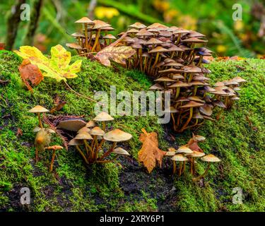 Ammassi di funghi che crescono dalla superficie coperta di muschio di un tronco in decomposizione nella foresta. Foto Stock