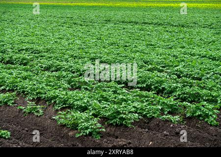 Solchi di cespugli di patate verdi su uno sfondo di terra nera Foto Stock