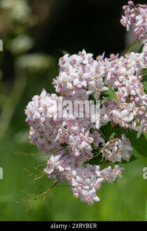 Primo piano dei fiori Deutzia Mont Rose in fiore Foto Stock