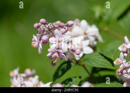 Primo piano dei fiori Deutzia Mont Rose in fiore Foto Stock