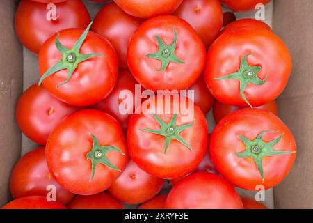 Foto ravvicinata di pomodori biologici in una scatola, messa a fuoco selettiva. Foto Stock