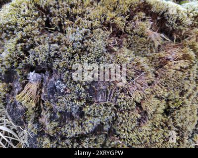 Piano del muschio stellare della salute (Campylopus introflexus) Foto Stock