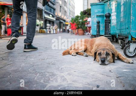Decisione di eutanizzare i cani da strada in Turchia Foto Stock