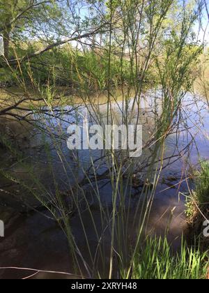 Narrowleaf Willow (Salix exigua) Plantae Foto Stock