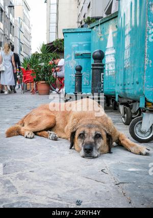 Decisione di eutanizzare i cani da strada in Turchia Foto Stock