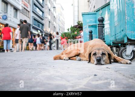 Decisione di eutanizzare i cani da strada in Turchia Foto Stock