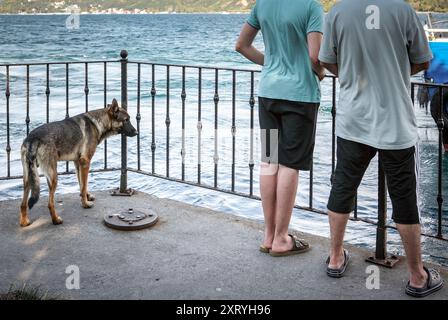 Decisione di eutanizzare i cani da strada in Turchia Foto Stock