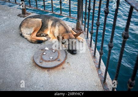 Decisione di eutanizzare i cani da strada in Turchia Foto Stock