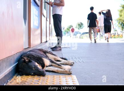 Decisione di eutanizzare i cani da strada in Turchia Foto Stock