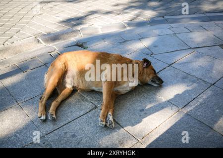 Decisione di eutanizzare i cani da strada in Turchia Foto Stock