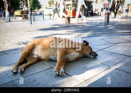 Decisione di eutanizzare i cani da strada in Turchia Foto Stock