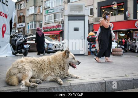 Decisione di eutanizzare i cani da strada in Turchia Foto Stock