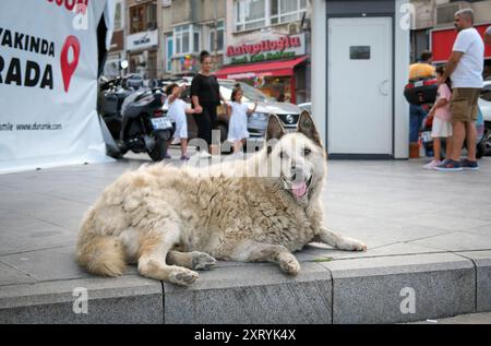 Decisione di eutanizzare i cani da strada in Turchia Foto Stock