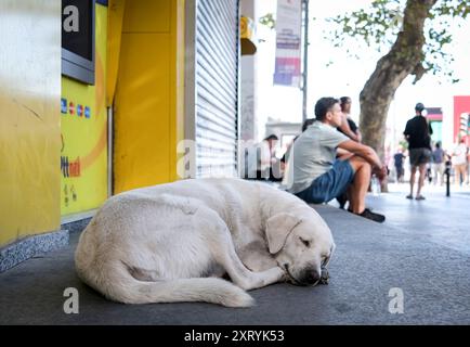 Decisione di eutanizzare i cani da strada in Turchia Foto Stock