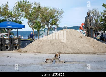 Decisione di eutanizzare i cani da strada in Turchia Foto Stock