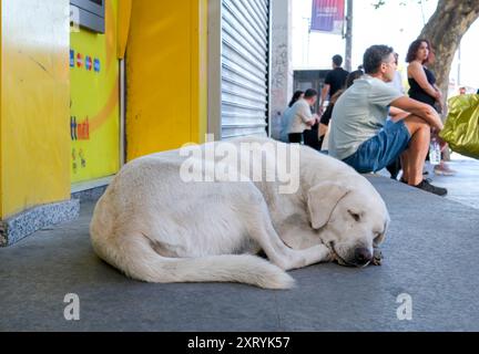 Decisione di eutanizzare i cani da strada in Turchia Foto Stock