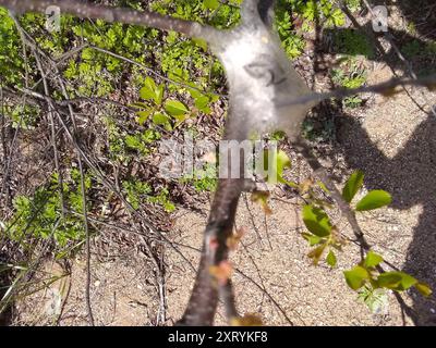 Eastern Tent Caterpillar Moth (Malacosoma americana) Insecta Foto Stock