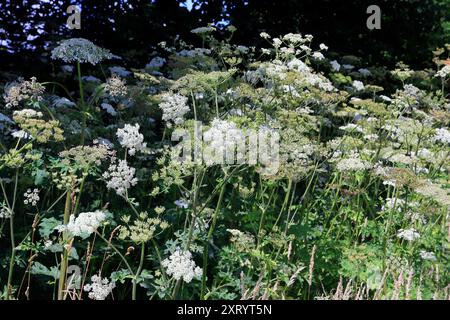 Alghe comuni (Heracleum sphondylium). Cardiff, Galles del Sud, Regno Unito. Presa agosto 2024. Estate Foto Stock