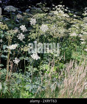 Alghe comuni (Heracleum sphondylium). Cardiff, Galles del Sud, Regno Unito. Presa agosto 2024. Estate Foto Stock