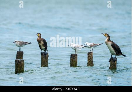 I soliti sospetti: Cinque uccelli che riposano su tronchi di legno in un lago - Un'acquisizione fotografica della fauna selvatica. Ottimo cormorano nero e gabbiano. Foto Stock