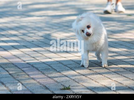 Ritratto di un cucciolo di "palla di neve" felice in piedi sul marciapiede: Spitz tedesco giocoso con una faccia carina e sciocca. Foto Stock