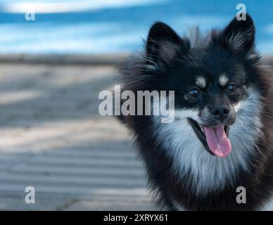 Giocoso cucciolo nero con linguetta sporgente: Scherzare te, Ritratto di una simpatica Pomerania Foto Stock