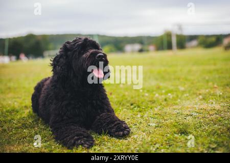 Cao de Aqua Portugues (cane acquatico portoghese) Foto Stock