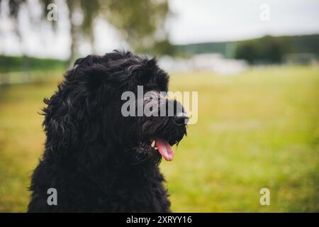 Cao de Aqua Portugues (cane acquatico portoghese) Foto Stock