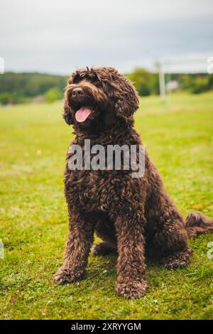 Cao de Aqua Portugues (cane acquatico portoghese) Foto Stock