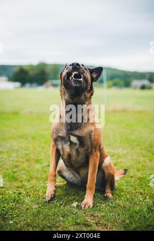 Pastore belga cane (Malinois) Foto Stock