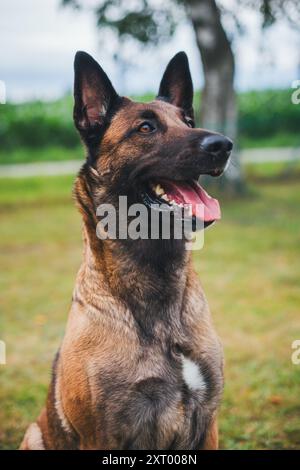 Pastore belga cane (Malinois) Foto Stock