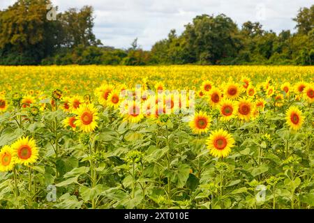 girasole gialle in campo francese francia Foto Stock
